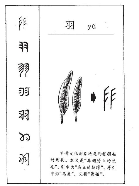 名字有羽|羽的意思